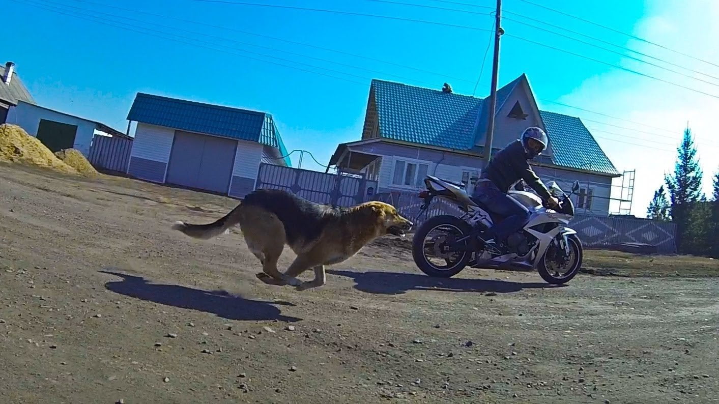 Perros vs motos